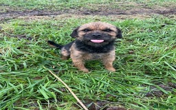 Border Terrier dogs for stud: Border terrier for Stud *SLEM clear* in Northallerton - Image 4