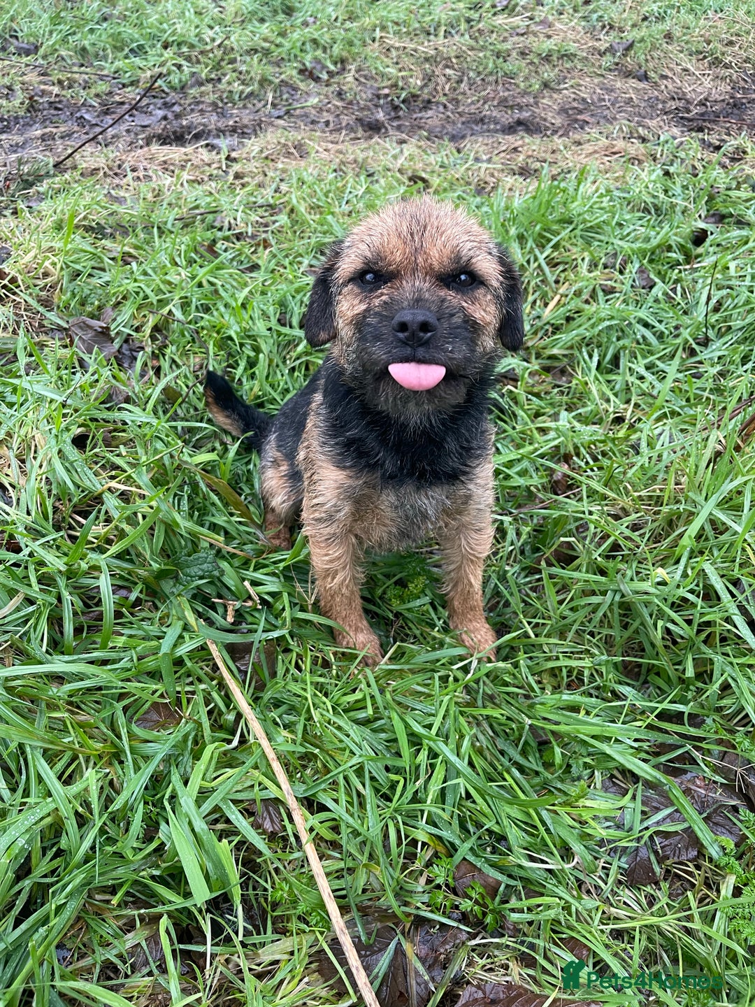Border Terrier dogs for stud: Border terrier for Stud *SLEM clear* in Northallerton - Image 4