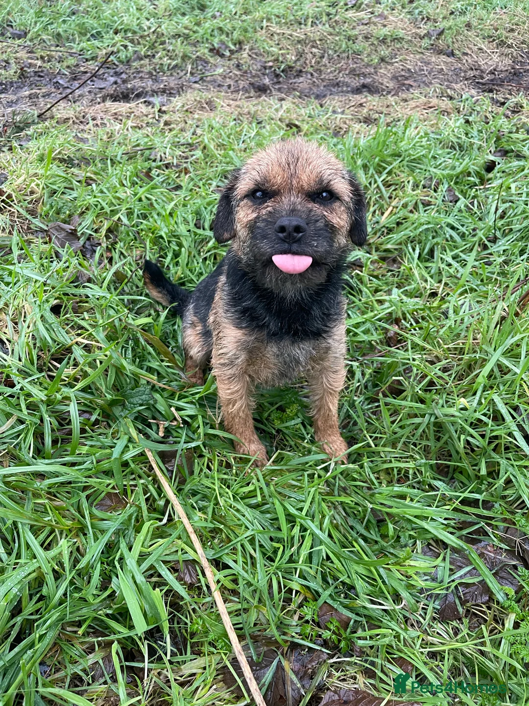 Border Terrier dogs for stud: Border terrier for Stud *SLEM clear* in Northallerton - Advert 4