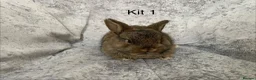 Mixed Breed rabbits for sale: Netherland Dwarf / Mini Lop rabbits in Stonehaven - Advert 4