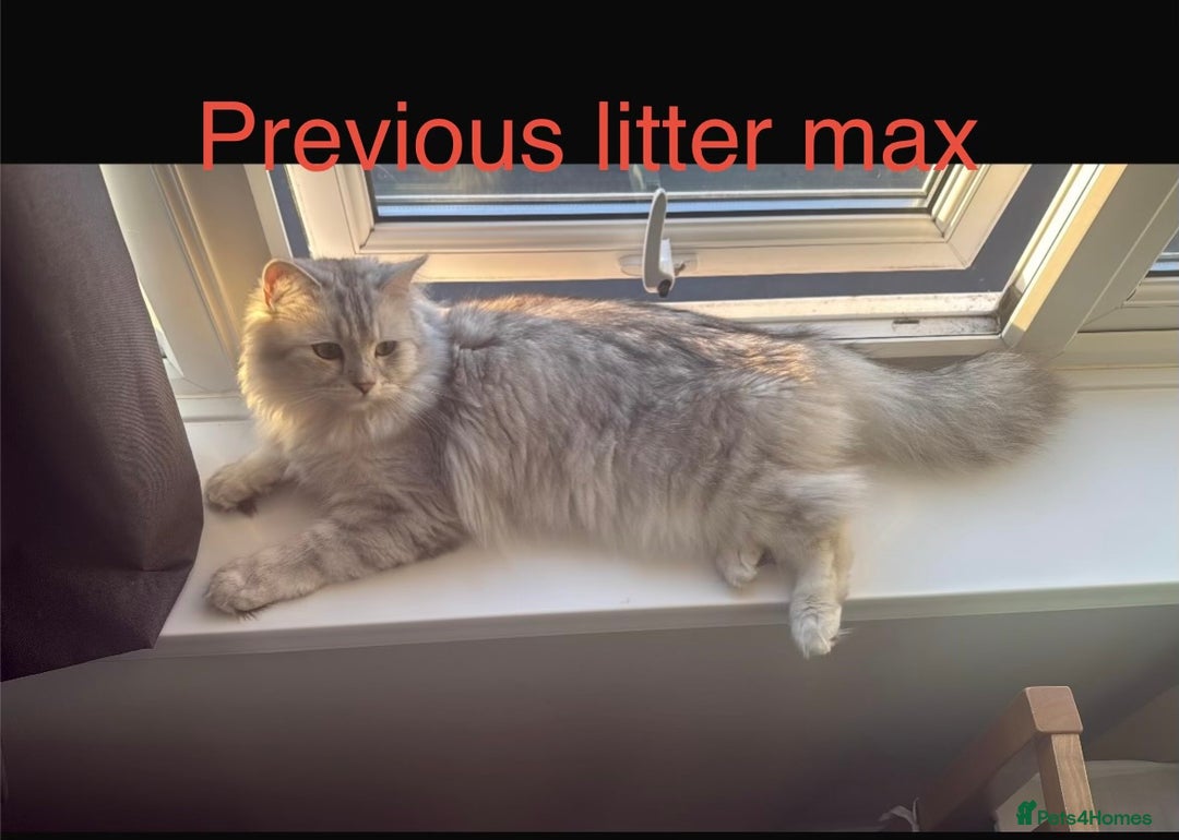 Maine Coon cats for sale: Maincoon / Persian babies looking for laps  - Advert 17