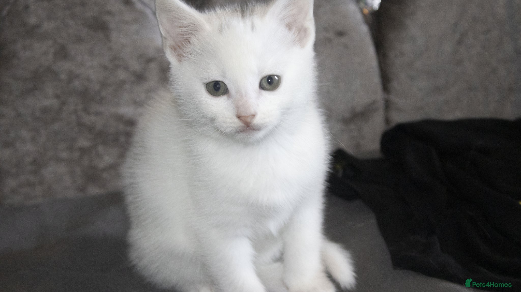 Mixed Breed cats for sale: 5 beautiful mixed breed kittens for sale. - Advert 7