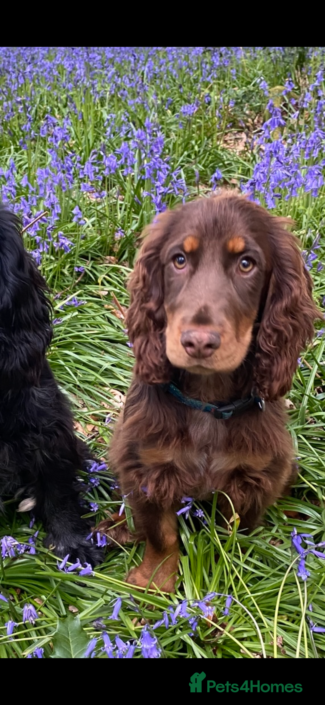 Cocker Spaniel dogs for sale: Gorgeous show type cocker spaniels - Image 32