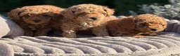 Maltipoo dogs for sale: Angelic Maltipoo Puppies with Playful Spirits in Huddersfield - Advert 11