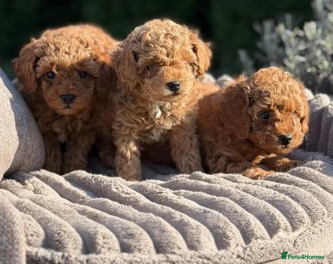 Maltipoo dogs for sale: Angelic Maltipoo Puppies with Playful Spirits in Huddersfield - Advert 11