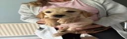 Golden Retriever dogs for sale: Golden Retriever Girls Ready Now - Advert 9