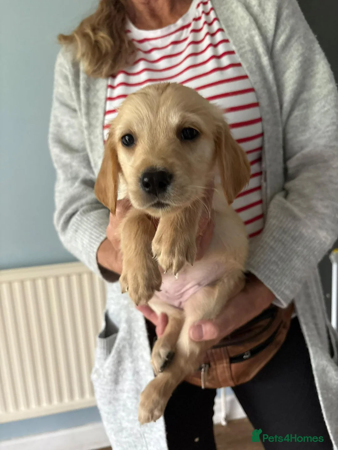 Golden Retriever dogs for sale: Golden Retriever Girls Ready Now - Advert 9