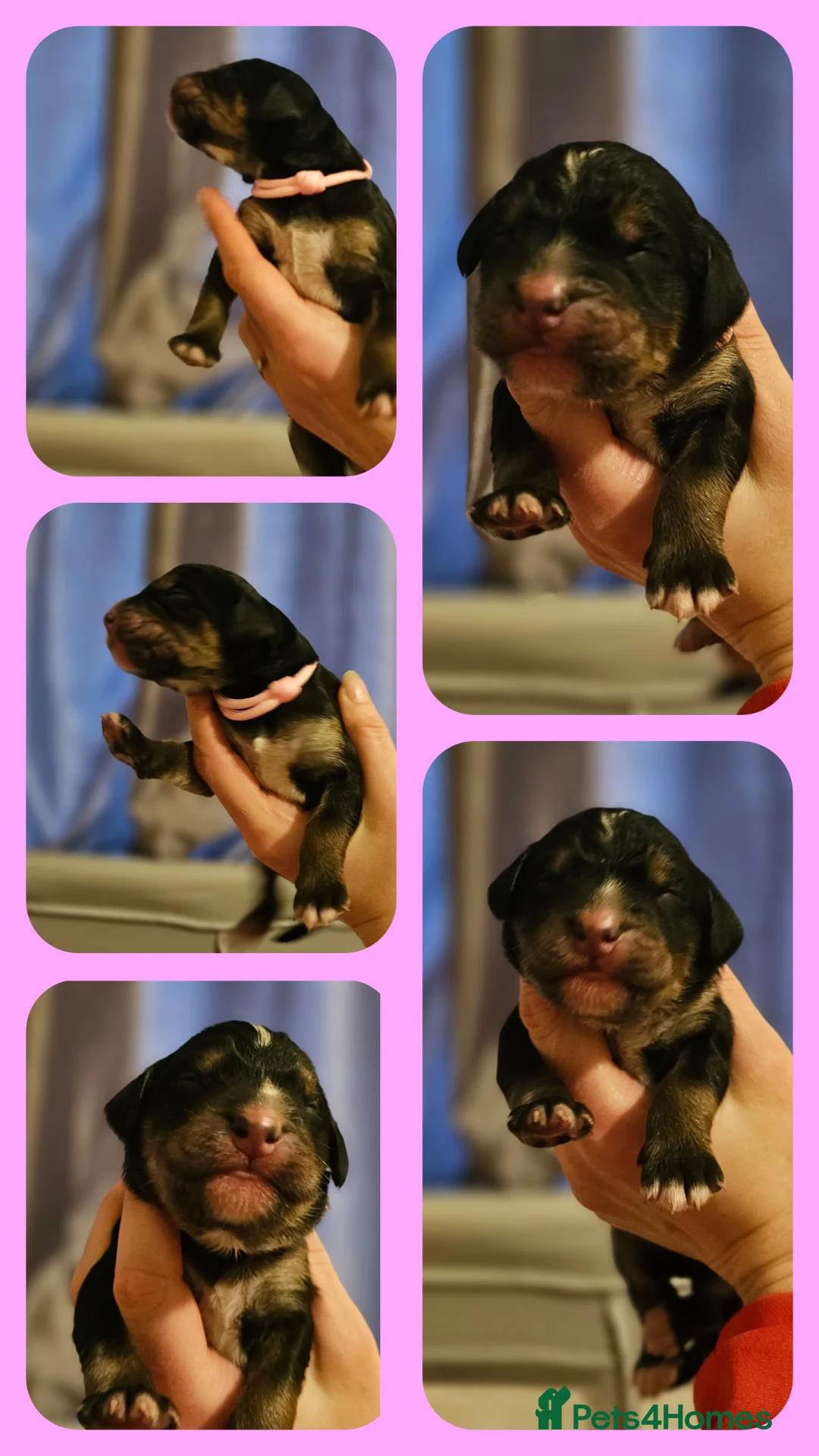 Bernedoodle dogs for sale: All currently reserved! Quality F1Bernedoodle pups - Advert 28