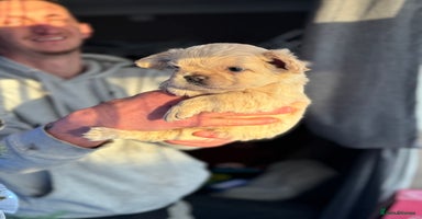 French Bulldog dogs Chunky french bulldog - Advert 13