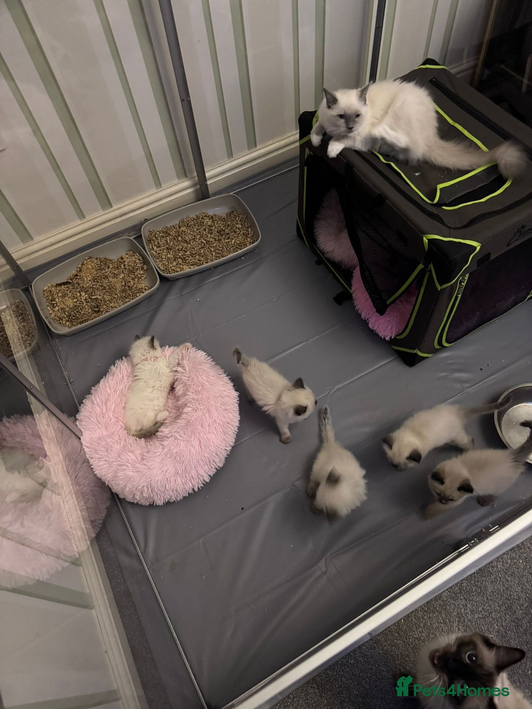 Ragdoll cats for sale: Loving Ragdoll Kittens  - Image 14