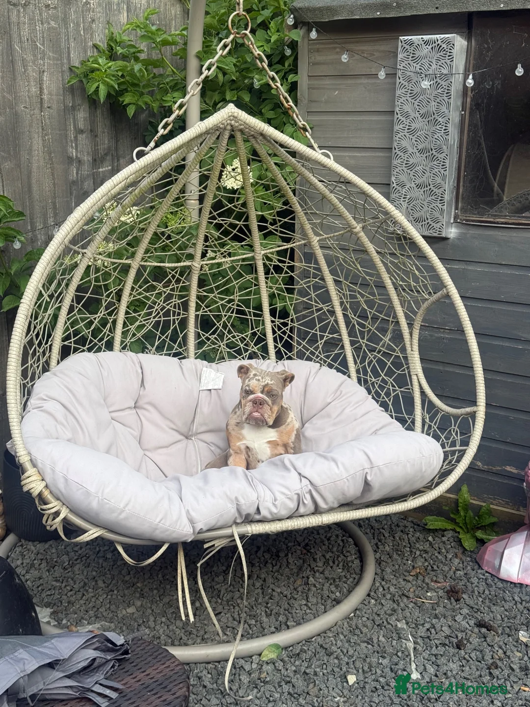 English Bulldog dogs for sale: ✨ KC Registered English Bulldog Girl – Remi Roo - Advert 2