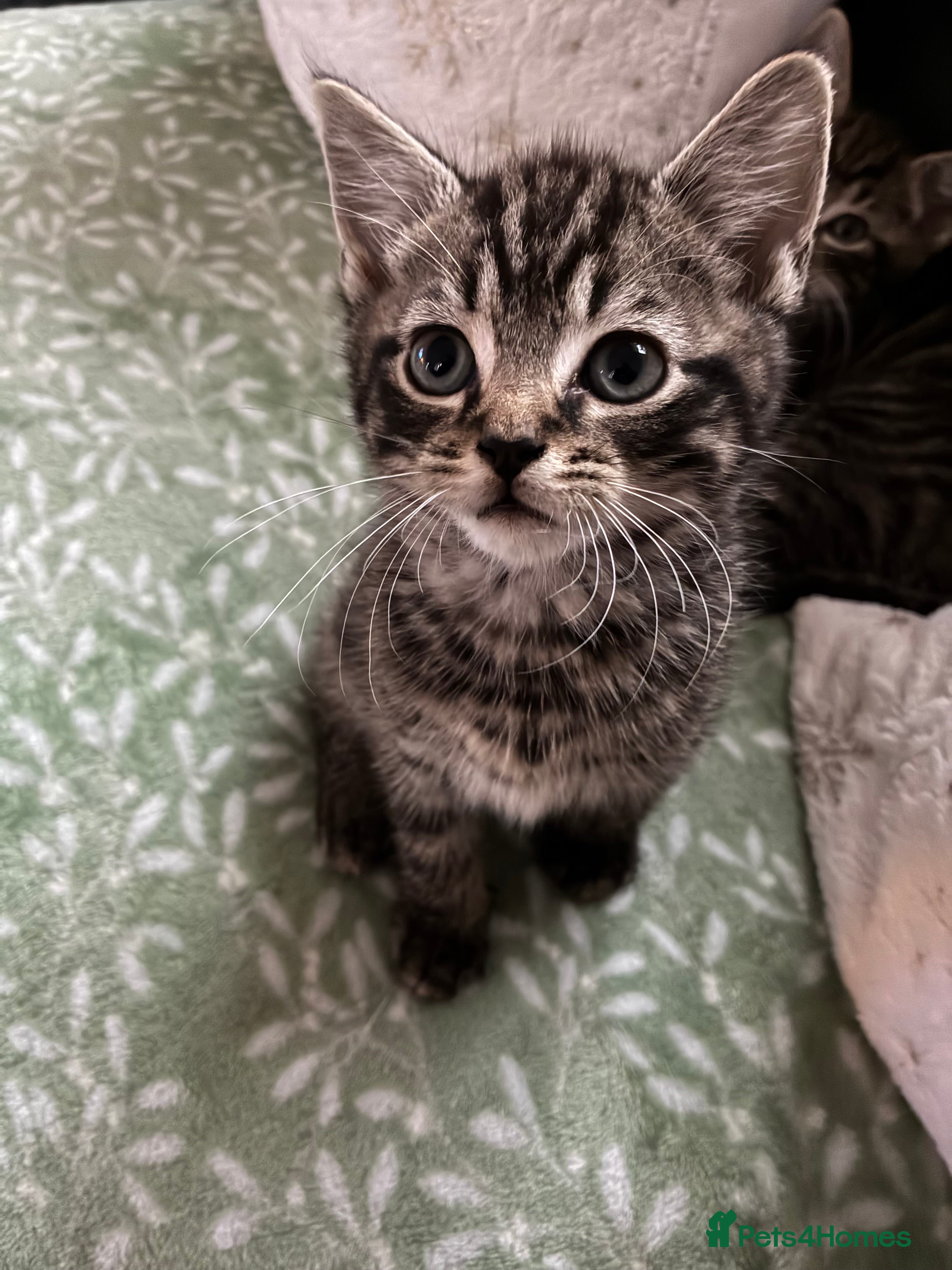 Domestic Shorthair cats Adorable kitten for sale  - Advert 5