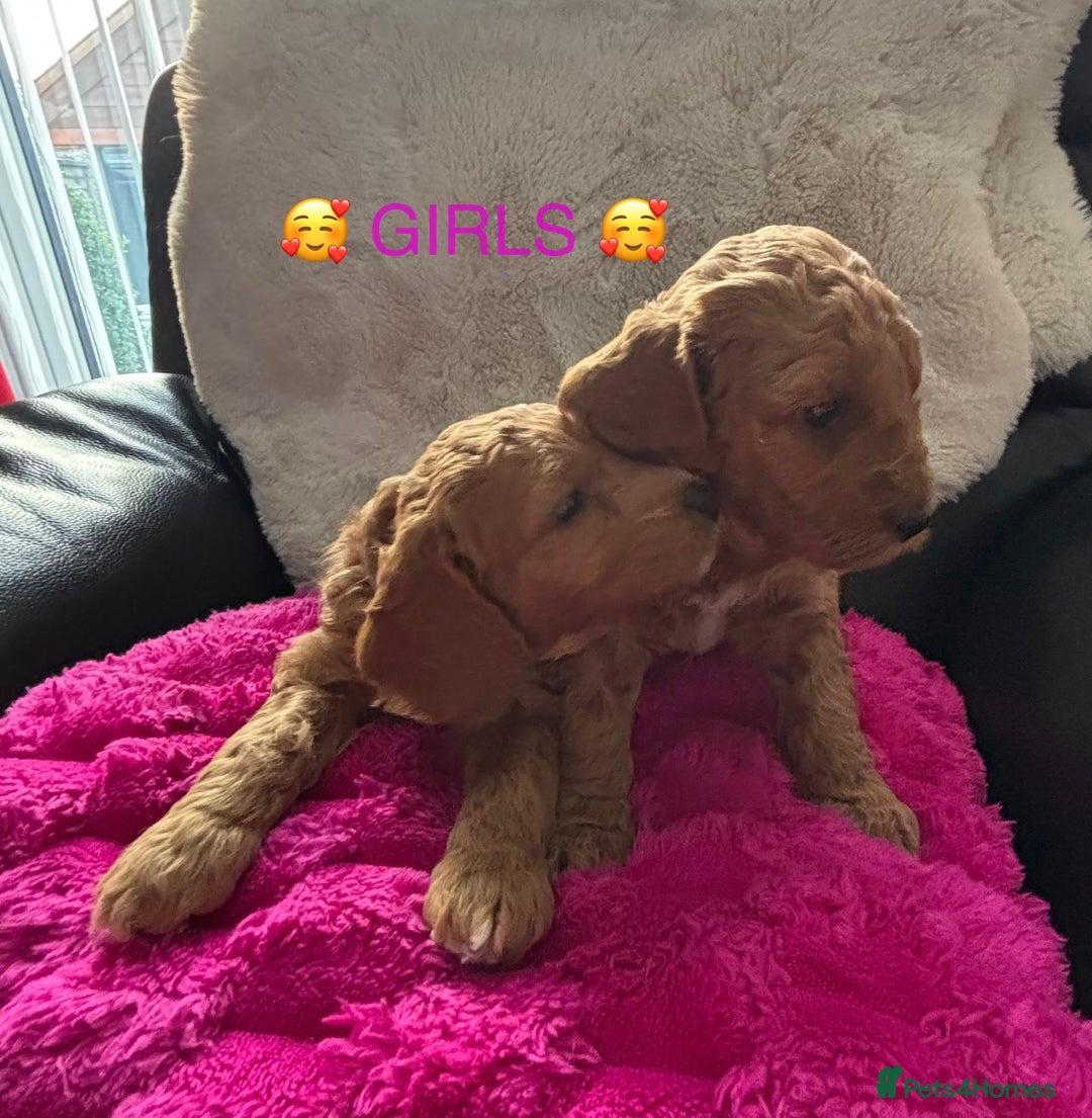 Cockapoo dogs for sale: Cockapoo Puppies for sale!  - Image 7