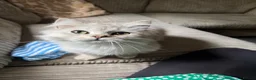 British Longhair cats for sale: Pure British Longhair Female  - Advert 5