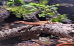 Gecko reptiles for sale: Red Phantom Lilly White (Baby) - Advert 1
