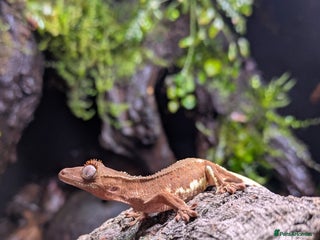 Gecko reptiles Red Phantom Lilly White (Baby) - Advert 1