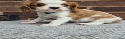Cavalier King Charles Spaniel dogs for sale: Beautiful Cavalier King Charles Spaniel 7 Puppies - Advert 9