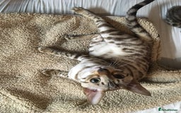 Bengal cats for sale: Oscar Wolfy Thor Rain - Image 9