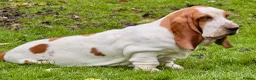 Basset Hound dogs for sale: Basset hound amazing couple  - Advert 4