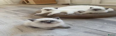 British Shorthair 3