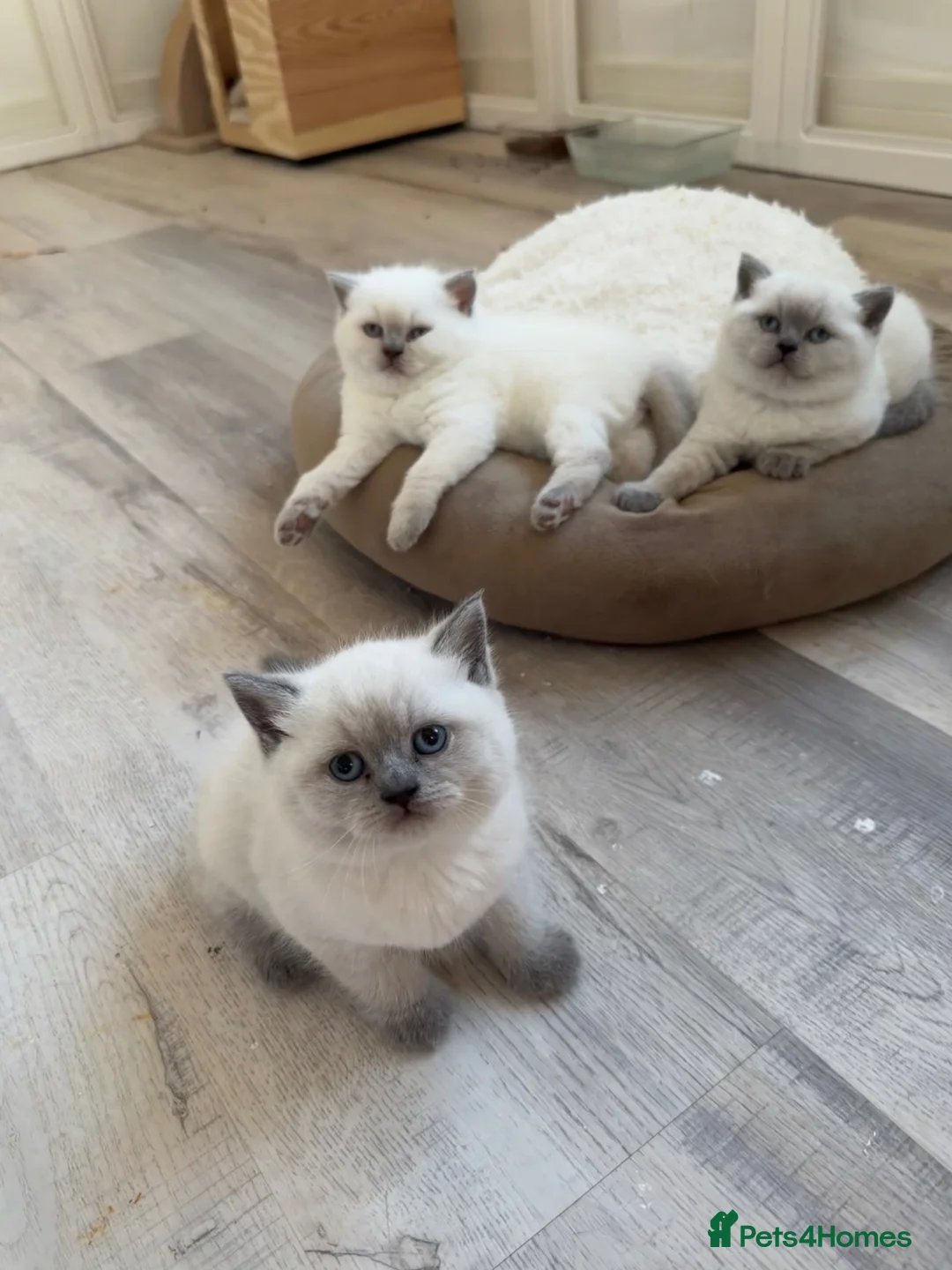 British Shorthair cats for sale: Exceptional GCCF British Shorthair Colourpoints - Advert 6