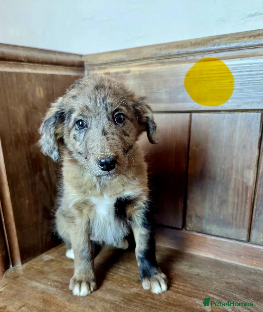 Bordoodle dogs for sale: Standard Bordoodle/Colliepoodle Puppies - Advert 22