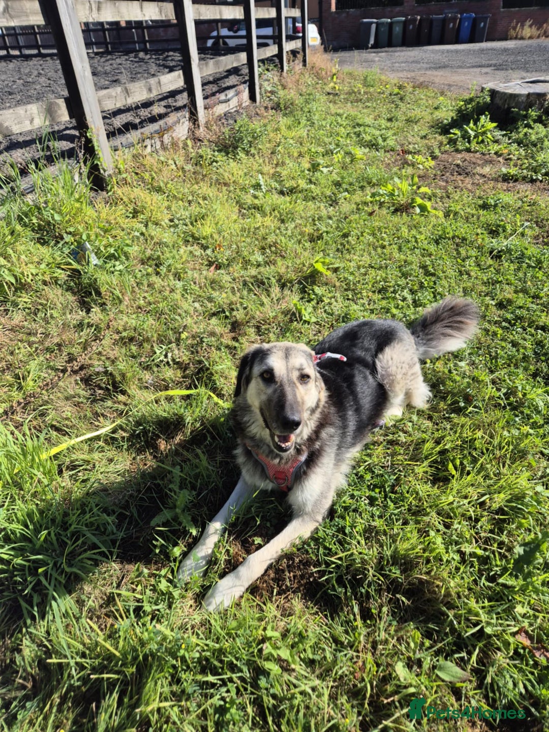 Mixed Breed dogs for adoption: Abbie is saying hi  - Image 9