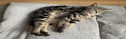 Mixed Breed cats for sale: Beautiful baby girl ready for a loving home 💕 - Advert 4