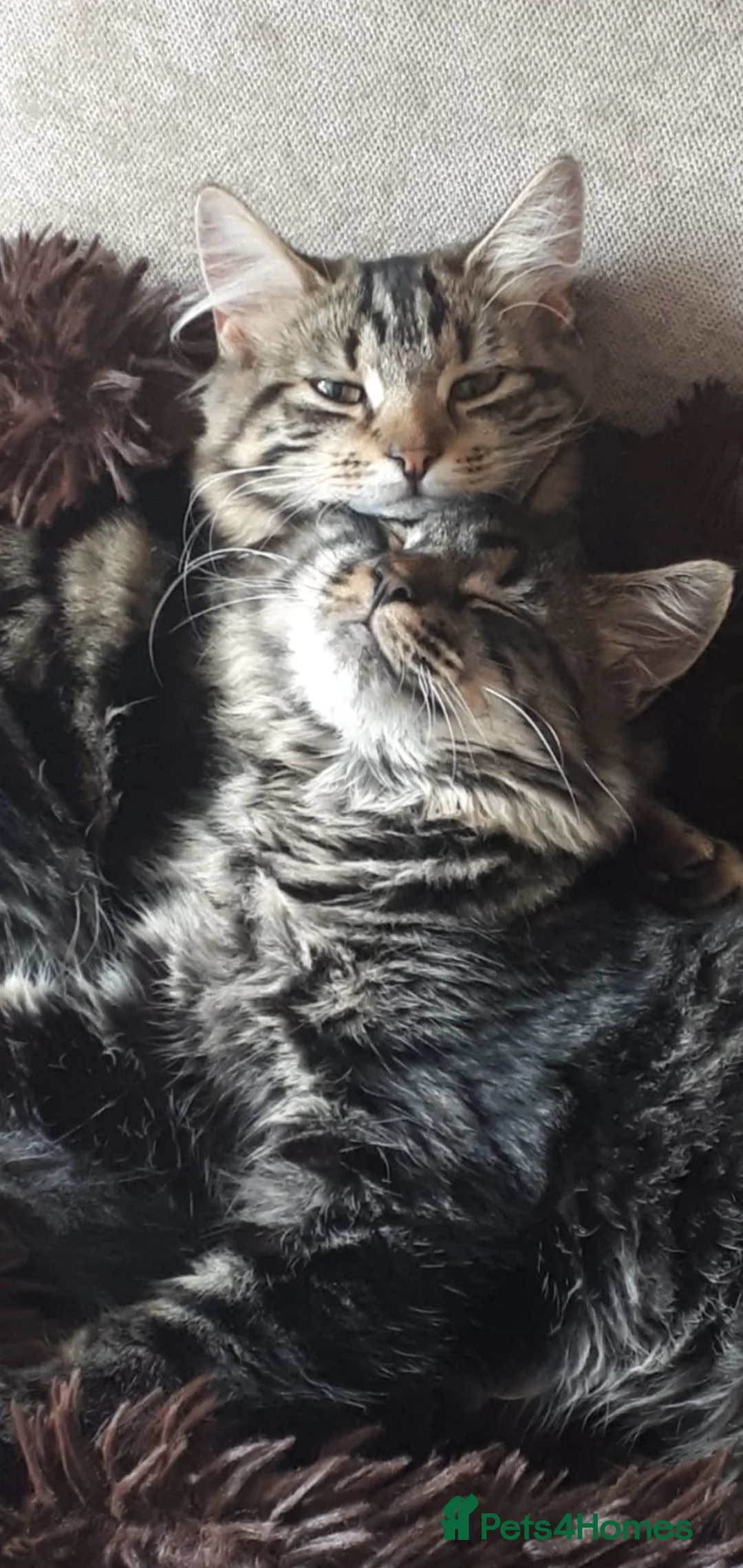 British Longhair cats for sale: Brother and sister rehomed urgently - Advert 2