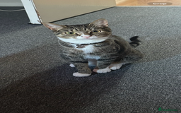 Mixed Breed cats for sale: Mixed breed  - Image 1