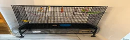 Budgerigars birds for sale: 2male Budgerigar  in Saint Helens - Advert 13