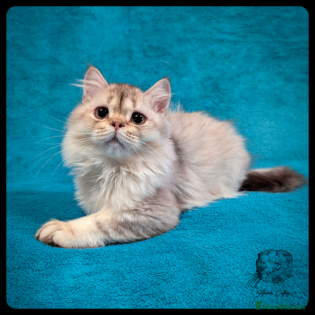 Scottish Fold cats for sale: TICA Registered Scottish kittens - Advert 36