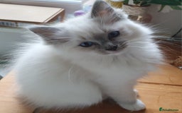 Ragdoll cats for sale: Gccf active female ragdoll with paperwork  - Image 2