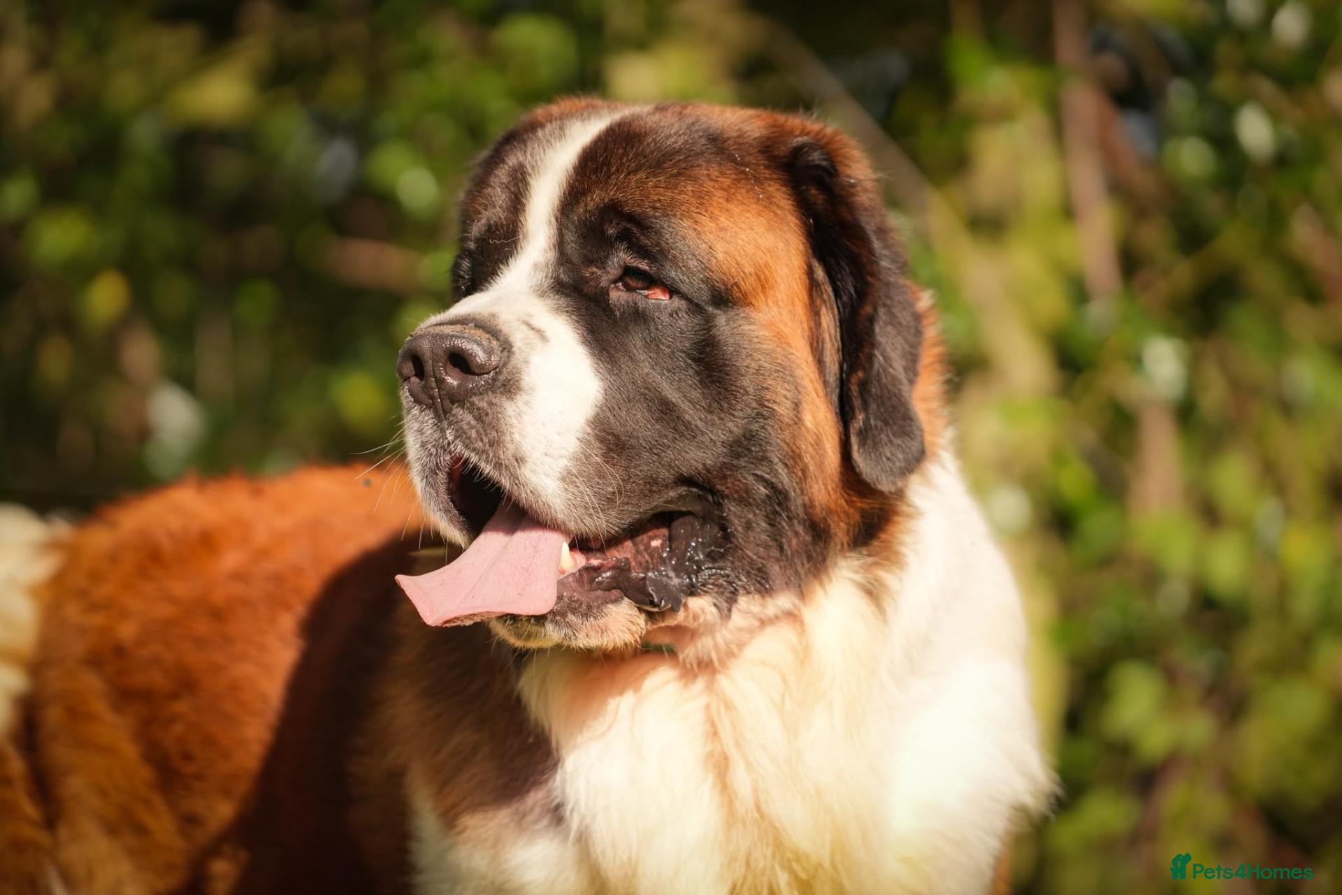 Saint Bernard dogs Kc reg PROVEN Saint bernards for stud  - Advert 5
