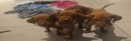 Hungarian Vizsla dogs for sale: Hungarian Vizsla Puppies Looking forForever Homes! - Advert 7