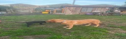 Labrador Retriever dogs for sale: Black labrador dogs - Advert 3