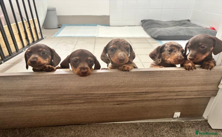 Dachshund dogs - Advert 1