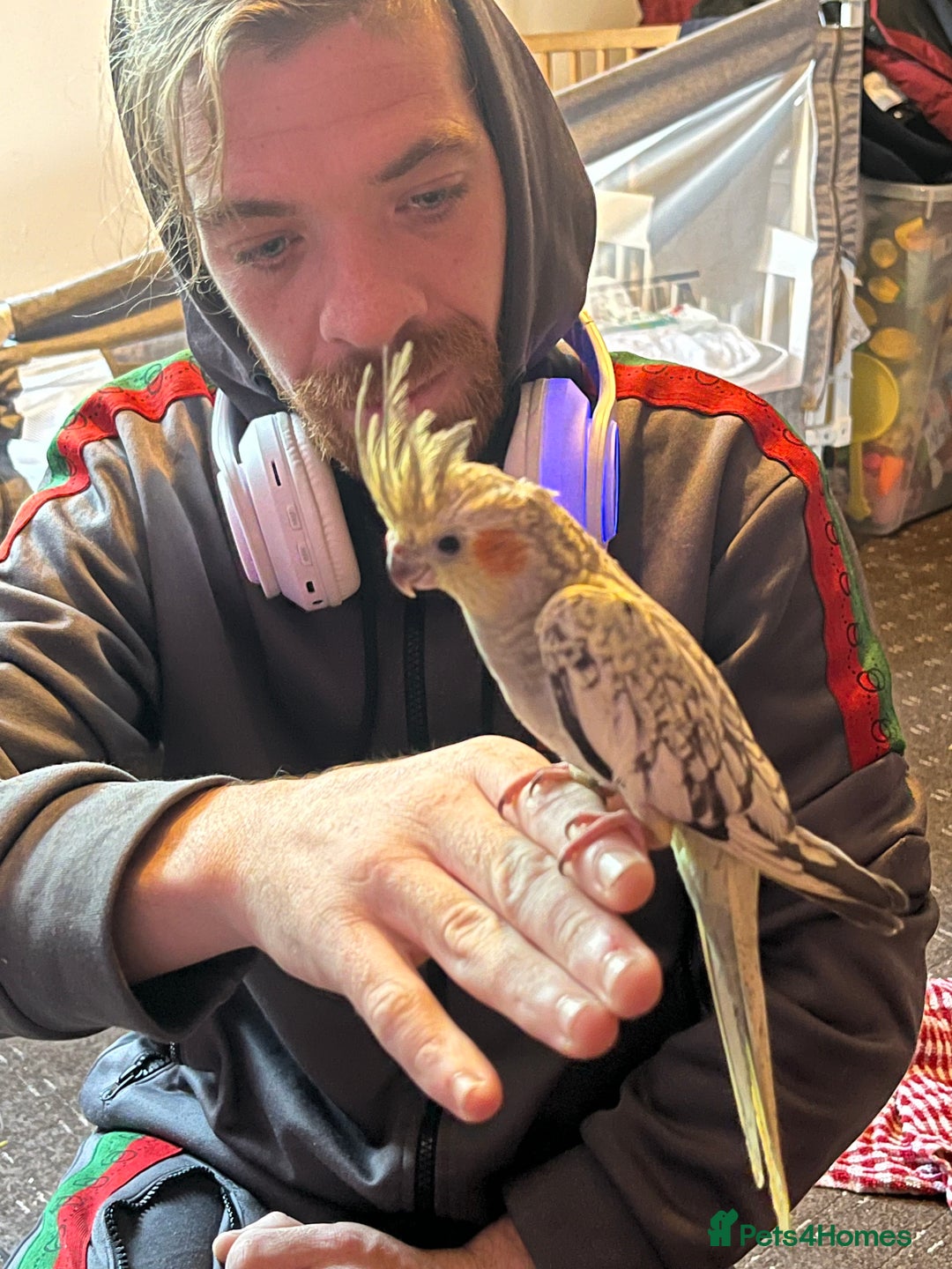 Cockatiels birds for sale: Cockatiels for sale hand tame - Image 16