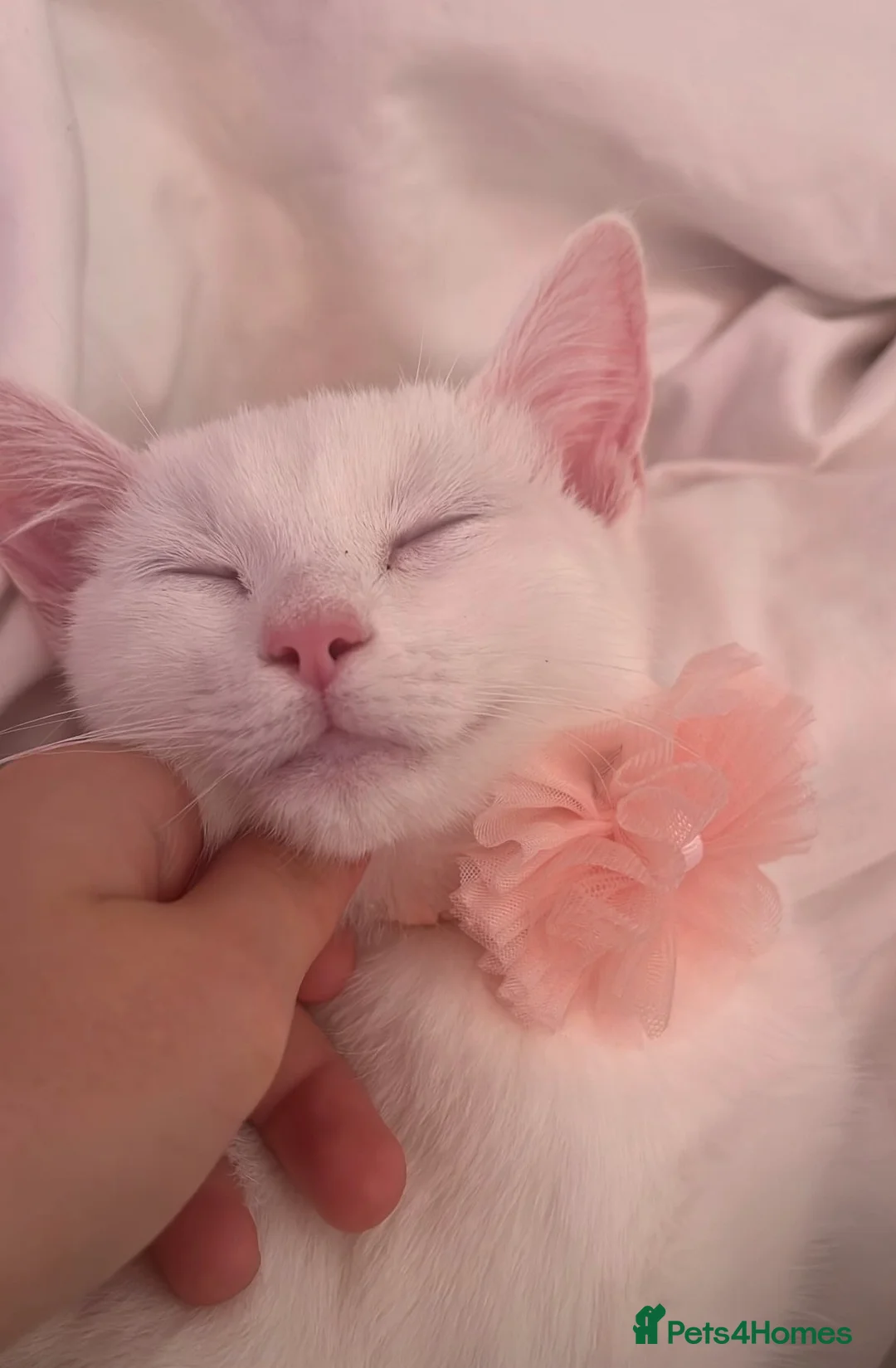 Turkish Angora cats for sale: Turkish angora  - Advert 1