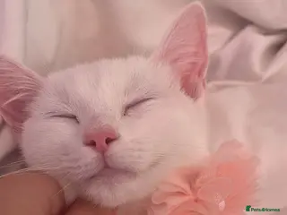 Turkish Angora cats Turkish angora - Advert 1