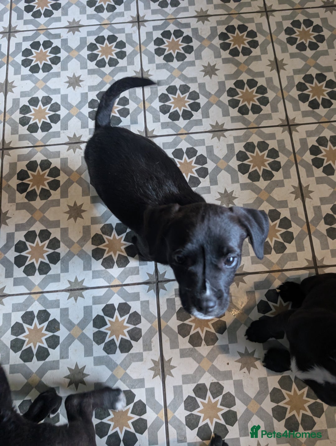 Mixed Breed dogs for sale: Patterdale cross American bulldog  - Image 2