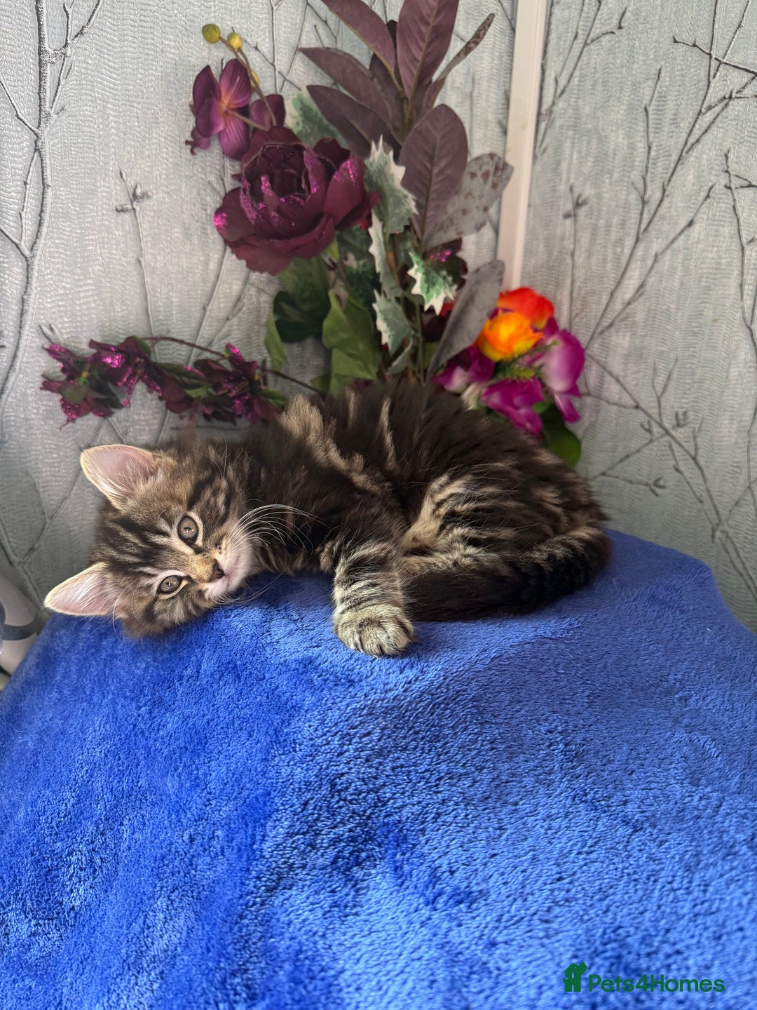 Mixed Breed cats for sale: 🐾 Free Kittens Looking for Loving Homes 🐾 - Image 3