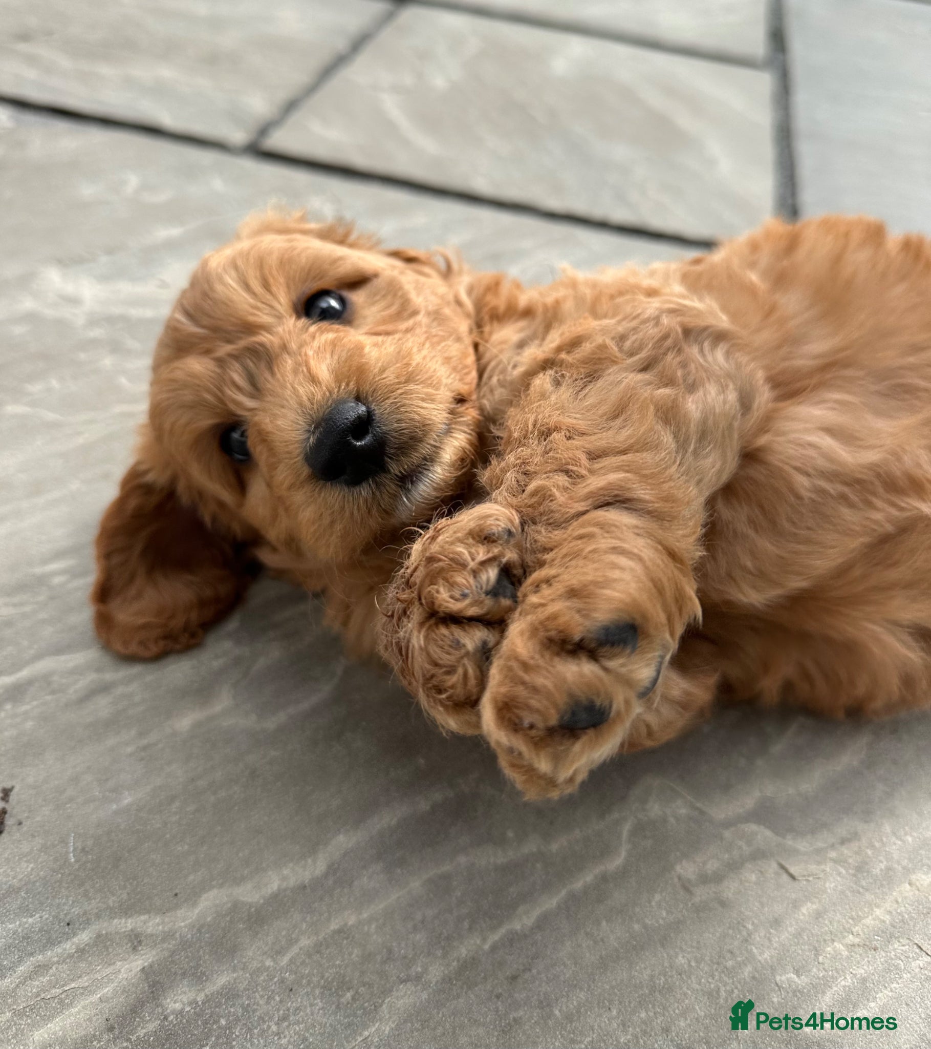 Cockapoo dogs 🌟1 RED MALE AVAILABLE🌟  - Advert 8