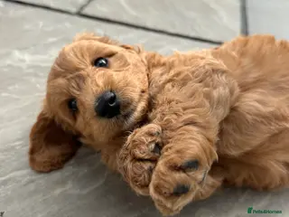 Cockapoo dogs 🌟1 RED MALE AVAILABLE🌟 - Advert 8