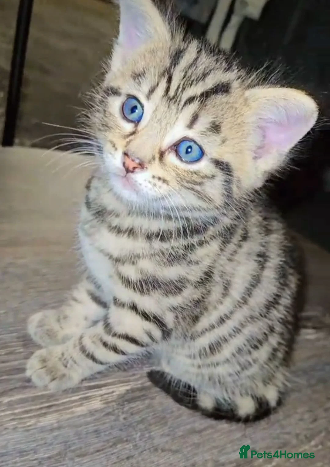 Mixed Breed cats for sale: Kittens looking for Loving Homes - Advert 14