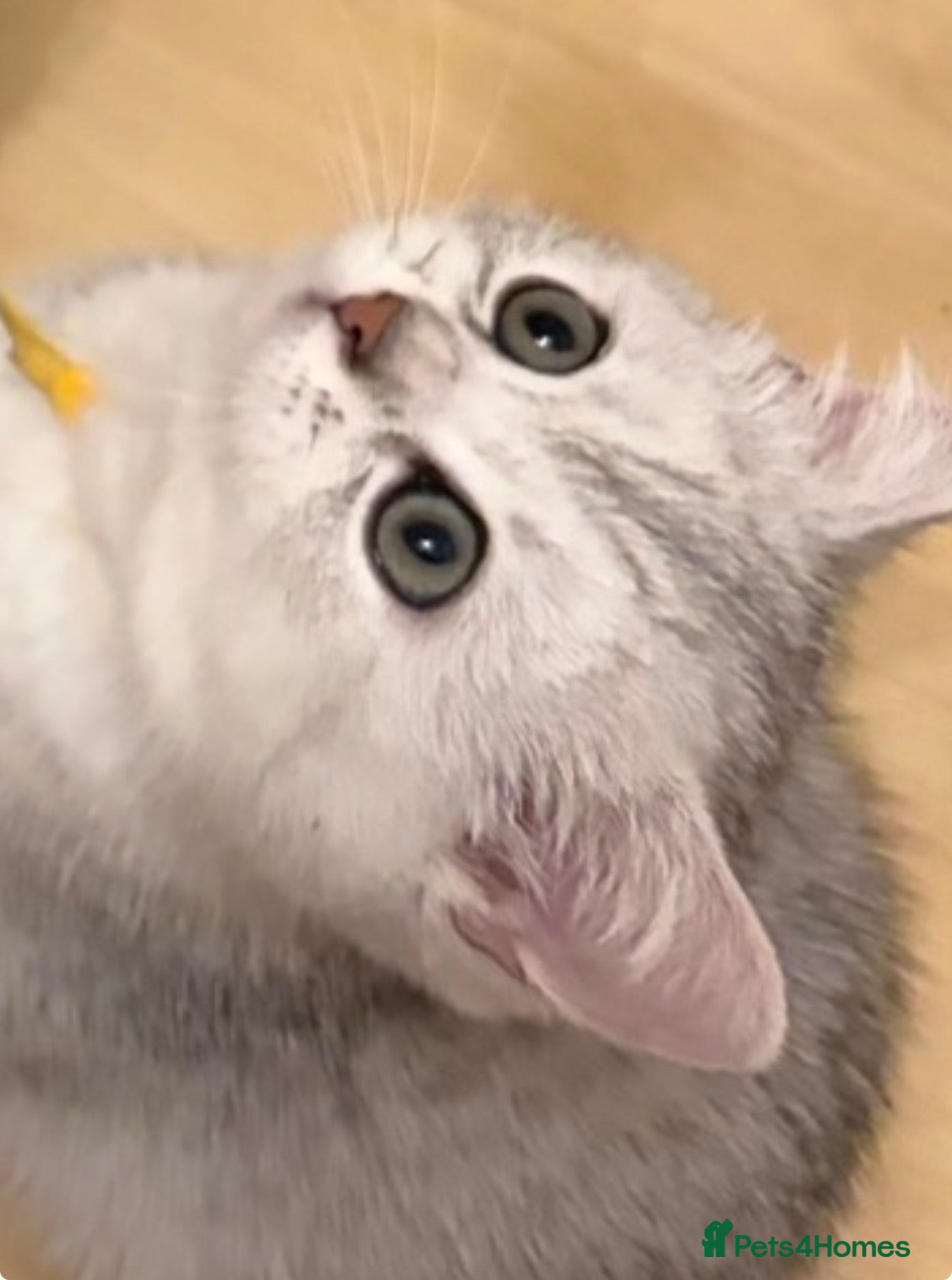 British Shorthair cats 6 Pedigree British Shorthair Champion lines - Advert 2