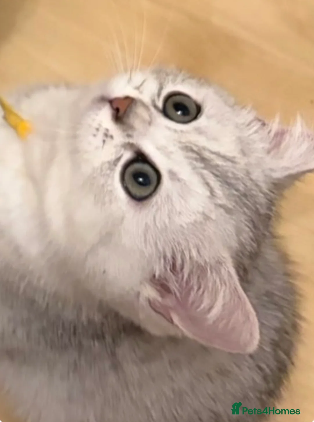 British Shorthair cats for sale: 6 Pedigree British Shorthair Champion lines in London - Advert 2
