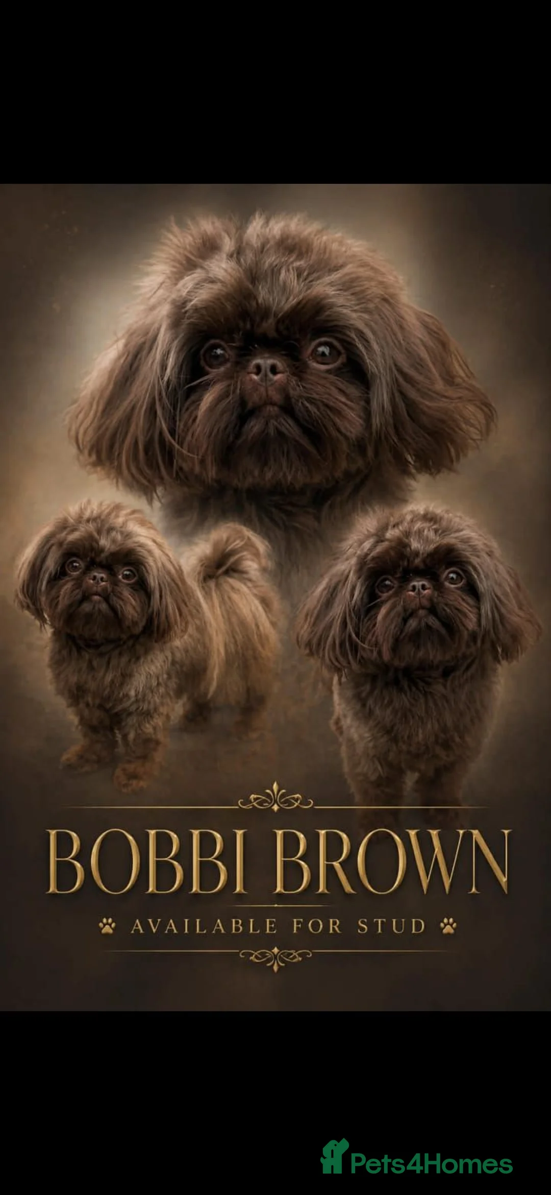 Shih Tzu dogs for sale: Stunning, chocolate KC reg tiny imperial shih tzu  - Advert 18
