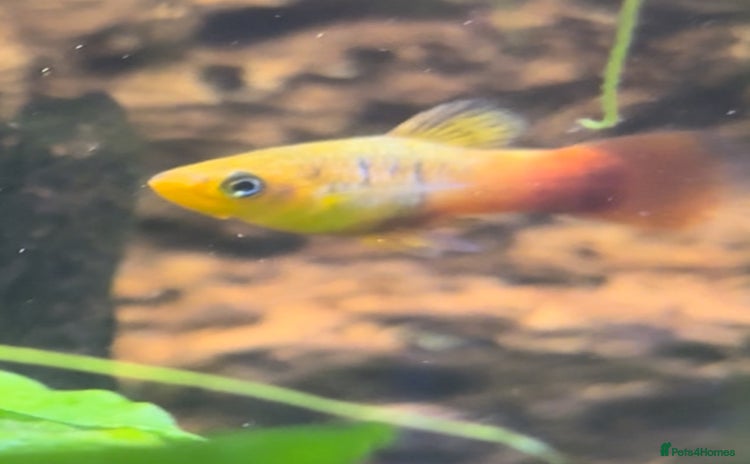 Platies fish - Advert 1