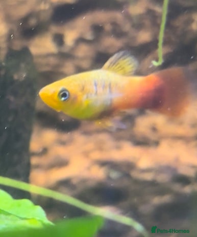 Platies fish - Advert 1